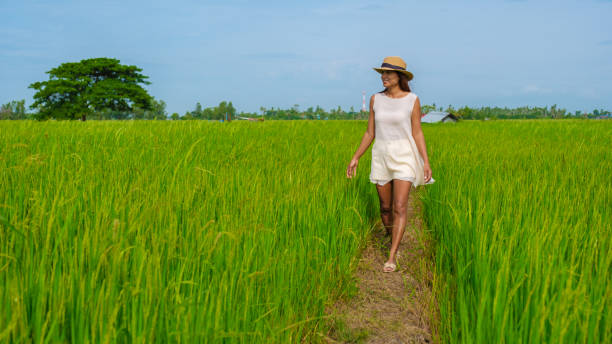 istock Green rice paddy fields in Central Thailand Suphanburi region 1615940250