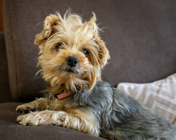 istock Female yorkshire dog posing on the sofa 1615954782