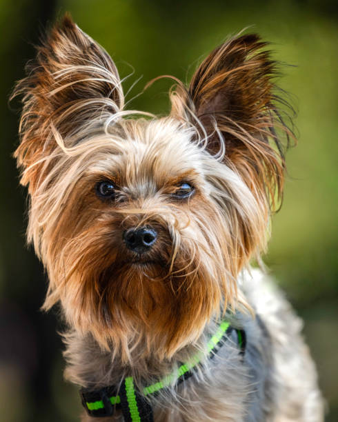 istock Yorkshire small dog pet close up portrait 1615954797