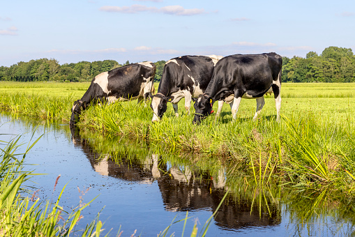 Dairy cows drinking water on the bank of a creek, head down, a rustic country scene, a ditch in a green field in holland