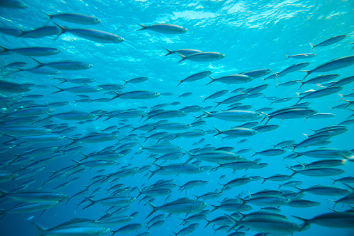 massive bank of sardines in a shallow reef. Sardine bank or sardine run in red sea