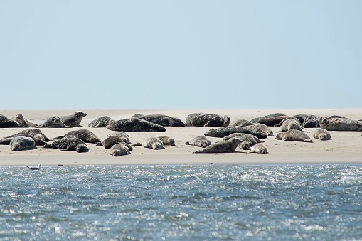 Many sweet Seals on a small sand dune on Fanø on the west coast of Denmark.