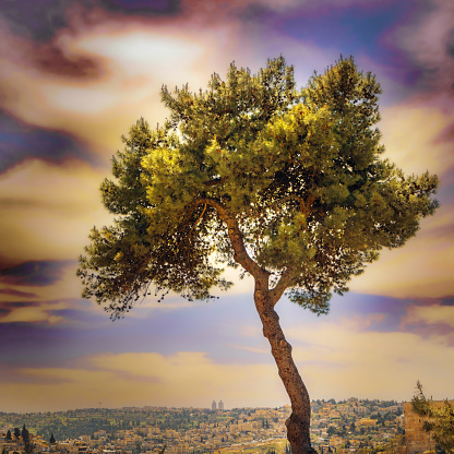 amazing coniferous tree against the background of an unusual beautiful evening sky , the city of Jerusalem