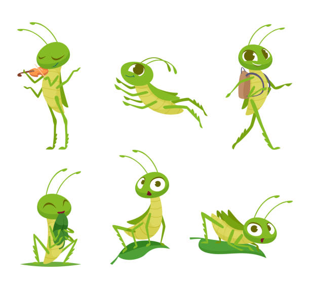 ilustrações, clipart, desenhos animados e ícones de gafanhoto. insetos de desenhos animados bonitos em ação poses conjunto vetorial exato de gafanhotos - grasshopper locust isolated multi colored