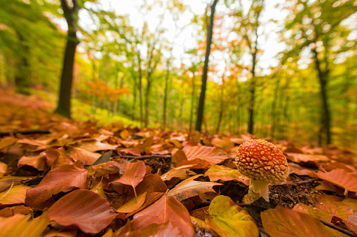 Forest floor close up with a fly agaric mushroom during an autumn day in a beech tree forest with brown leafs on the hills in the Veluwezoom nature reserve in Gelderland, Netherlands.