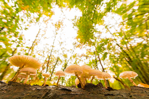 Autumn day in a beech tree forest with Porcelain fungus on a tree in the Veluwezoom nature reserve in Gelderland, Netherlands.