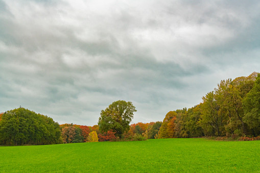 Autumn day in a beech tree forest with brown leafs on the hills in the Veluwezoom nature reserve in Gelderland, Netherlands.