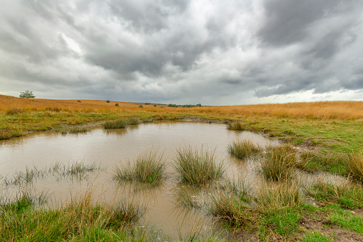 Bog pond on the moors with an overcast sky during autumn in the Veluwezoom nature reserve at the Veluwe in Gelderland, The Netherlands.