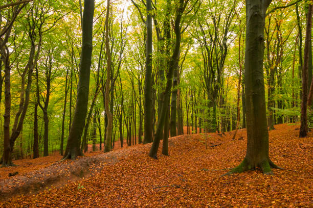 Autumn day in a beech tree forest with brown leafs on the hills in the Veluwezoom nature reserve in Gelderland, Netherlands.