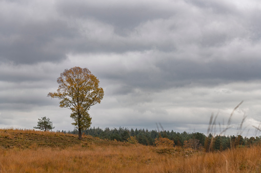 Birch tree on the moors with bright yellow leaves during autumn in the Loenermark nature reserve at the Veluwe in Gelderland, The Netherlands.