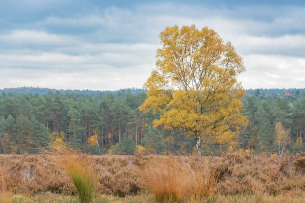 Birch tree on the moors with bright yellow leaves during autumn
