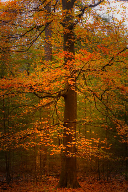 istock Autumn day in a beech tree forest with brown leafs on the hills 1616007519