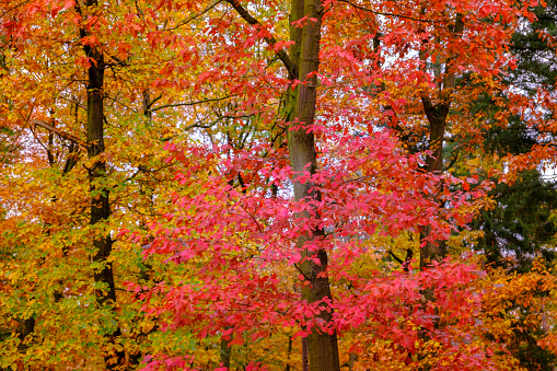 Bright red leaves on an oak tree surrounded by yellow oak trees in a forest during fall in the Veluwe nature reserve in The Netherlands.
