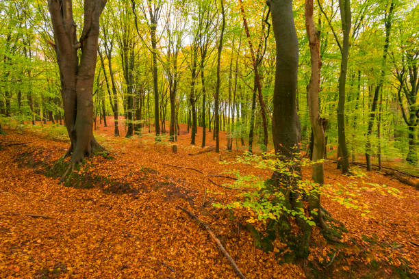 istock Autumn day in a beech tree forest with brown leafs on the hills 1616011643