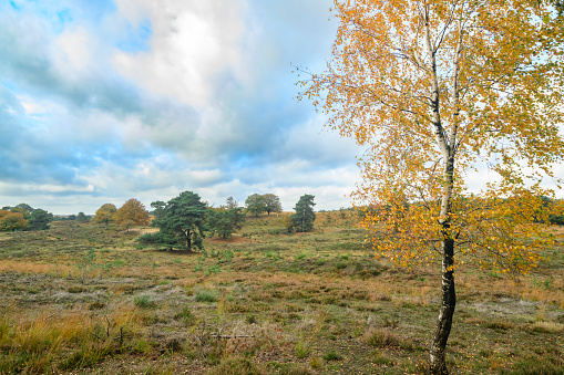 Birch tree on the moors with bright yellow leaves during autumn in the Veluwezoom nature reserve at the Veluwe in Gelderland, The Netherlands.