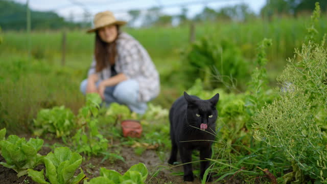 SLO MO Blurred Female Farmer Looking at Black Cat Walking in Greenhouse