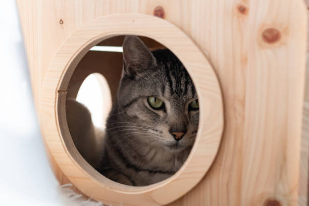 istock cat in a wooden hutch 1616031243
