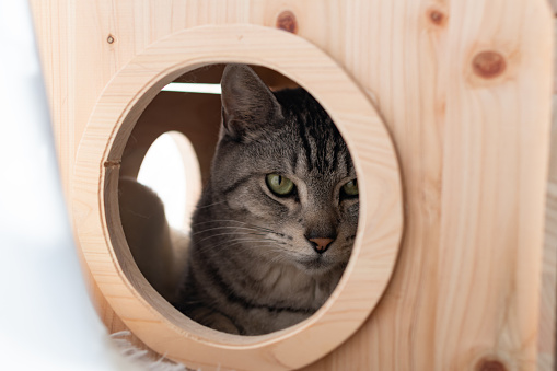 cat in a wooden hutch