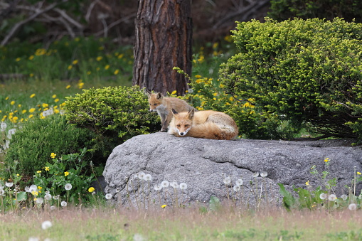 Ezo Red Fox with cubs Hokkaido, Japan