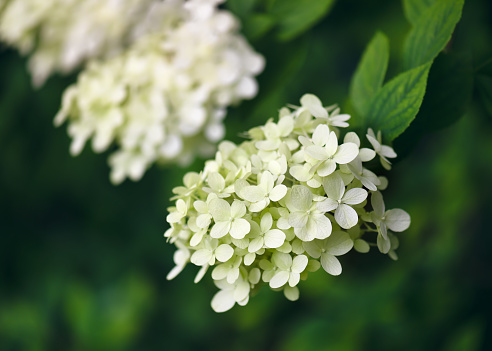 Summer flowering white hydrangea. Blooming white flowers in the cottage garden at blur background. Gardening concept. selective focus.