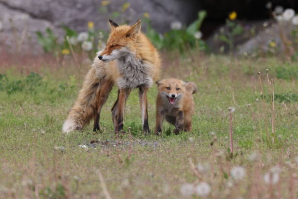 istock Ezo Red Fox with cubs Hokkaido, Japan 1616035506