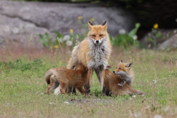 istock Ezo Red Fox with cubs Hokkaido, Japan 1616036050