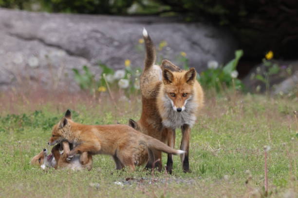 istock Ezo Red Fox with cubs Hokkaido, Japan 1616037193