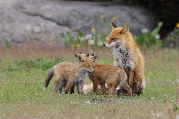 istock Ezo Red Fox with cubs Hokkaido, Japan 1616037194