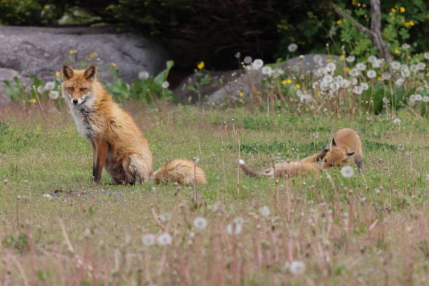 istock Ezo Red Fox with cubs Hokkaido, Japan 1616038874