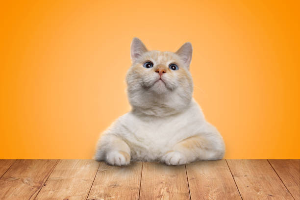 Beautiful funny cat with blue eyes sitting at the table and looking up, yellow background