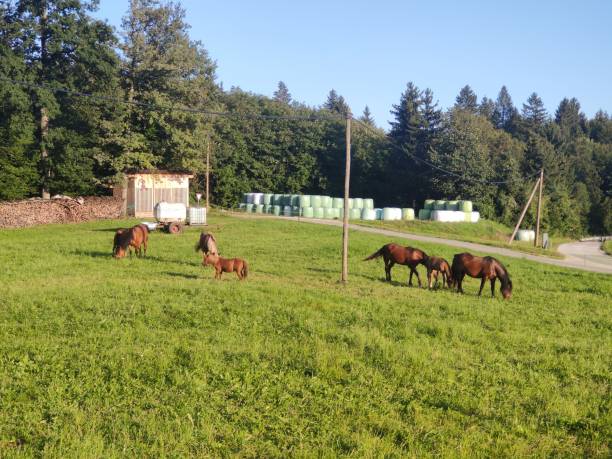 istock Horses eating grass outdoors 1616048263