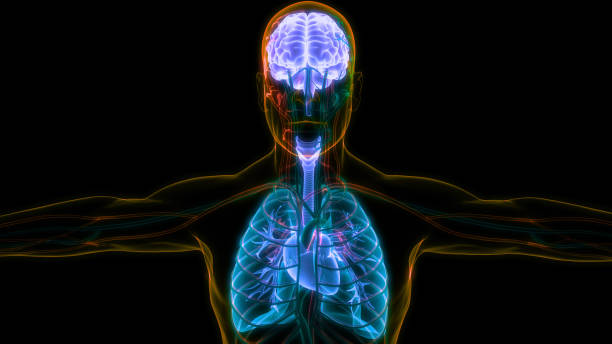 istock Human Internal Organs Brain with Lungs Anatomy 1616058630