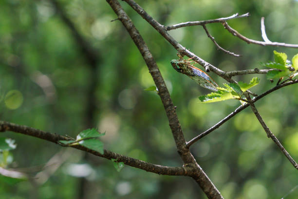 Cicada perched on a branch in the forest.