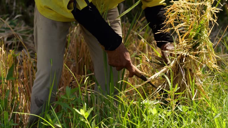 Skilled farmer cuts rice using sickle, gathering last sheaves with ease