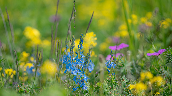 Blue, yellow and pink flowers in a forest meadow. Summer background, selective focus