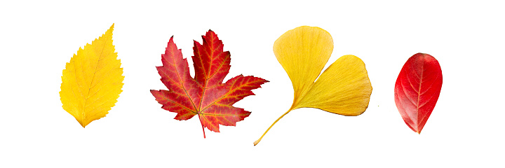 Set of four red and yellow leaves in autumn, isolated on panoramic white background, fall season