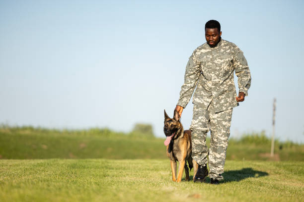 солдат в военной форме тренируется со служебной собакой в учебном лагере. - sergeant military training camp armed forces military стоковые фото и изображения