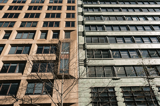 Rows of windows of a city building. A leafless tree is in the foreground.