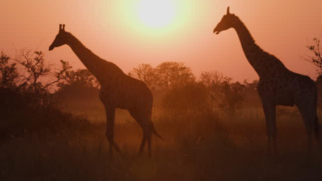 Close-up side view. Two giraffes walking in the beautiful evening sunset orange light