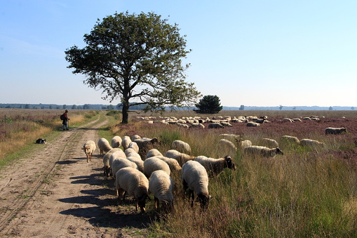 Shepherd herding his flock of sheep, focus on shepherd