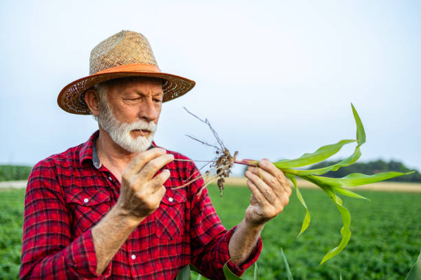 istock Farmer standing in the field checking health of corn root. 1616122163