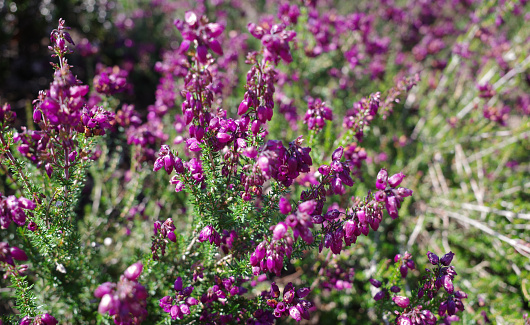 Purple bell heather in bloom