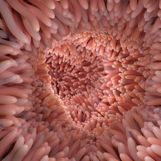 장 융모의 의학적으로 정확한 그림을 3d 렌더링합니다. 창자에있는 빨간 미세 융모 - submucosa 뉴스 사진 이미지
