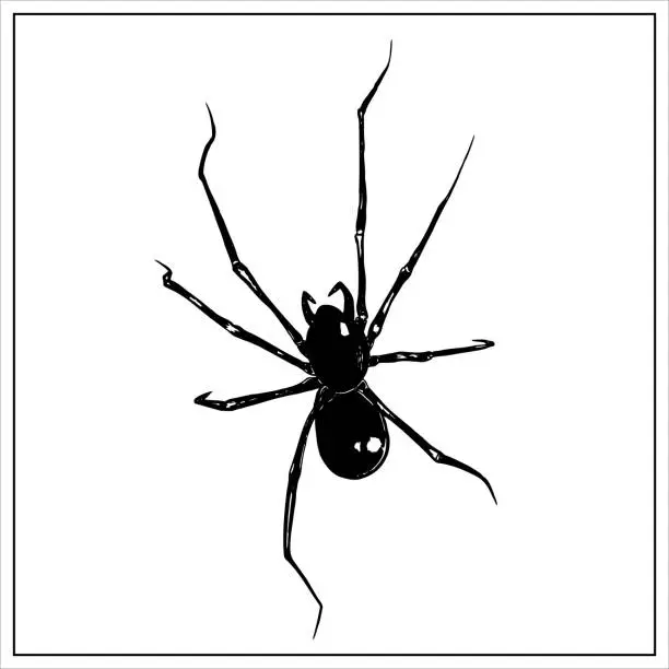 Vector illustration of Hand-drawn realistic spider