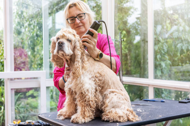 istock American Cocker Spaniel is groomed standing on the table. 1616150596