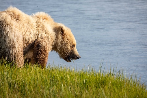 Young brown bear cub standing on river edge with mouthful of sedge grass in meadow along coastline of Katmai National Park, Alaska.