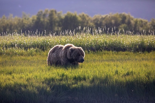 Adult brown bear in tall sedge grasses of Katmai National Park, Alaska with back lighting..