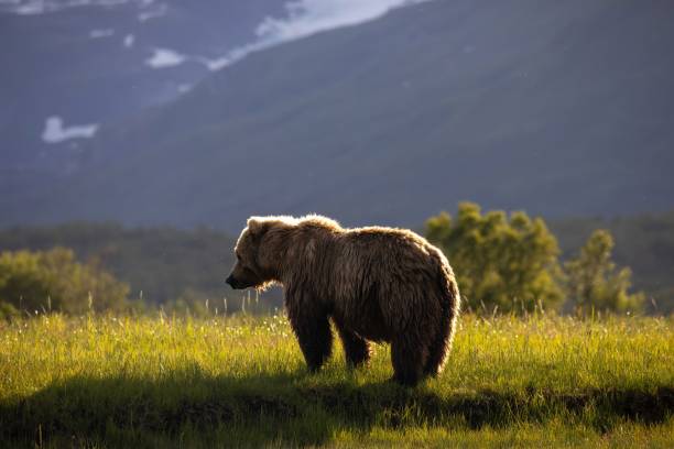 istock Rim light on adult brown bear in meadow 1616156280