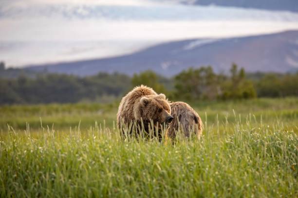 istock Mom and cub brown bear in sedge grasses 1616156724