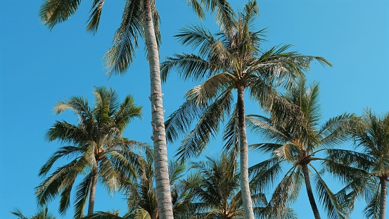 Tropical Palm Trees. Majestic palm trees with lush green leaves against a clear blue sky. Relaxing beach scenery on a sunny day. Concept of a tranquil and idyllic paradise getaway.